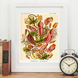 Ernst Haeckel Venus Flytrap Print, Botanical Illustration, Gift for Gardener
