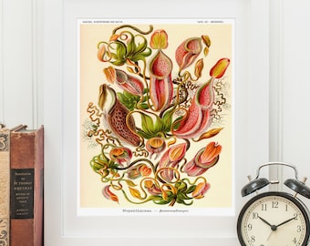 Ernst Haeckel Venus Flytrap Print, Botanical Illustration, Gift for Gardener