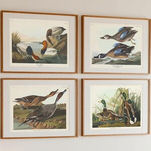 Ducks Print Set, Vintage Waterfowl Art, Audubon's Birds of America, Lake House Decor, Mallard, Blue-Winged Teal, Pintail, Canvasback Duck