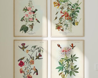 Audubon Hummingbird Print Set: Vintage Botanical Wall Art