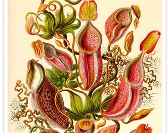 Botanical Print, Botanical Illustration, Venus Flytrap, Ernst Haeckel Nepenthes Poster, Pitcher Plant, Carnivorous Plant, Classroom Art