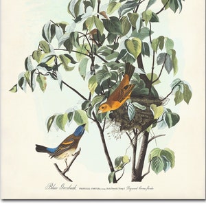 Blue Grosbeak Vintage Bird Print, Audubon Bird Print, Bird Poster, Grosbeak on Dogwood Tree with Nest, Botanical, Audubon Birds of America