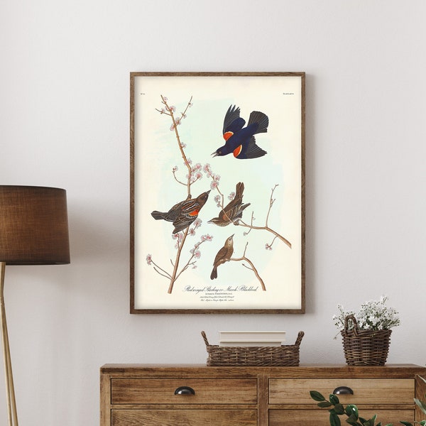Vintage Bird Print, Red-winged Blackbird, Audubon Birds of America Print, Red-winged Starling, Bird and Botanical Wall Art, Marsh Blackbird