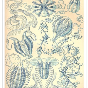 Ernst Haeckel Blue Jellyfish Print, Jellyfish Poster, Plate 27 Ernst Haeckel Illustration from Kunstformen der Natur