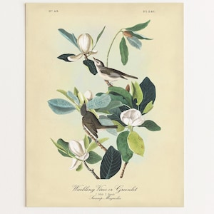May include: A vintage botanical print featuring two birds perched on a flowering magnolia branch. The illustration showcases white blossoms, green leaves, and the text "Warbling Vireo or Greenlet" in a classic style, set against a cream-colored background.