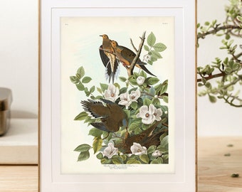 Mourning Dove Vintage Bird Print, Turtle Dove Print, Audubon Bird Print, Carolina Pigeon Bird Poster, Audubon Birds of America