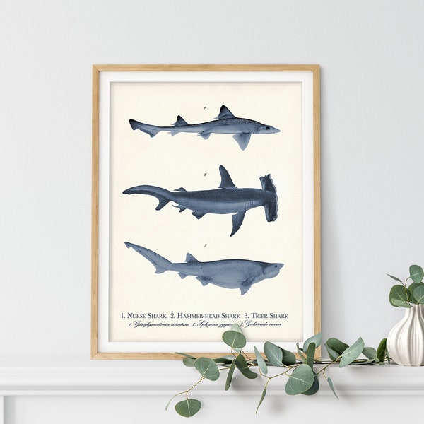 3 Sharks Print Vintage Illustration, Navy Nautical Print, Beach Home Wall Art, Predators of the Sea, Coastal Home Decor, Shark Poster