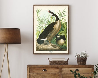 Canadian Goose Print, Vintage Bird Print from Audubon Birds of America, Goose Poster, Fall Wall Decor, Thanksgiving Wall Art