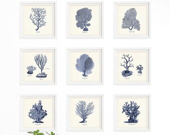 Sea Coral Art Print Set, Vintage Nautical Art, Beach Home Decor, Coastal Wall Art, Shore House Decoration