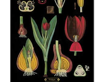 Red Tulip Botanical Art Print, Vintage Floral Illustration