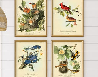 Audubon Bird Print Set: Cardinal, Robin, Blue Jay, Oriole - Birds of America, Botanical Art