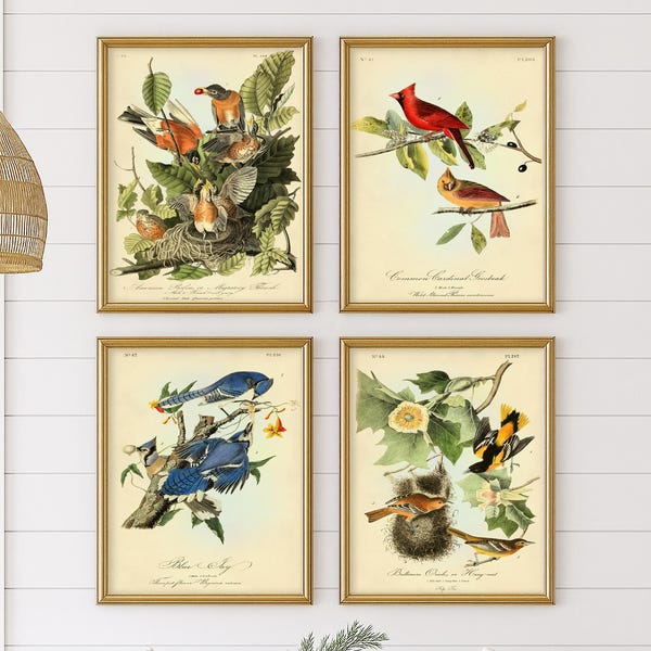 Audubon Bird Print Set: Cardinal, Robin, Blue Jay, Oriole - Birds of America, Botanical Art