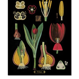 Red Tulips Botanical Print, Botanical Illustration, Botanical Art Print, Tulips Print, Floral Wall Art, Vintage Botanical Chart