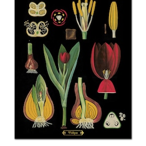 Impressão botânica de tulipas vermelhas, ilustração botânica, impressão de arte botânica, impressão de tulipas, arte floral de parede, gráfico botânico vintage