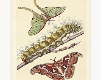 Luna & Cecropia Moth Life Cycle Print, Moth and Caterpillar Scientific Illustration or Educational Chart, Natural History Wall Decor