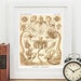 see more listings in the Ernst Haeckel section