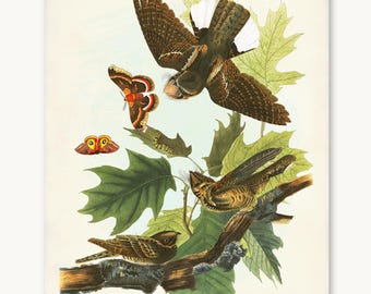 Whip-Poor-Will Bird Print, Audubon's Birds of America, Bird and Moth Natural History Wall Art