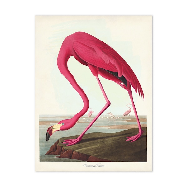 Flamingo Print, Vintage Shore Bird Print, Audubon Birds of America, Shore Bird Print, Flamingo Wall Art, Coastal Home Decor, Girl's Room Art