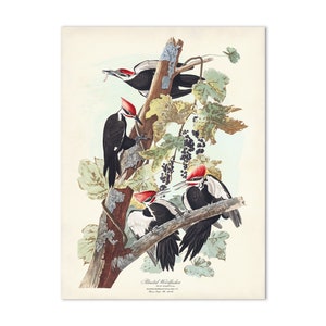 Pileated Woodpecker Print, Audubon Bird Print from Birds of America, Sea Bird, Coastal Farmhouse Home Decor, Pileated Woodpecker Bird Poster