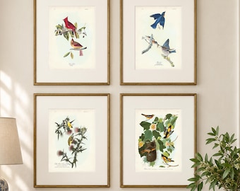 Vintage Audubon Bird Print Set: Cardinal, Bluebird, Goldfinch and Baltimore Oriole Wall Art