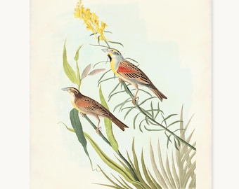 Dickcissel Bird Print, Audubon Black-Throated Bunting Wall Art, Vintage Prairie Bird Decor, Bird Lover Gift