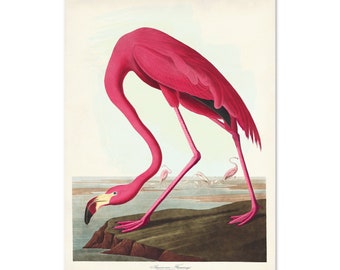 Flamingo Print, Vintage Shore Bird Print, Audubon Birds of America, Shore Bird Print, Flamingo Wall Art, Coastal Home Decor, Girl's Room Art