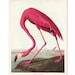 see more listings in the Audubon Bird Prints section