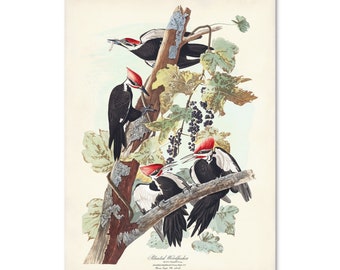 Pileated Woodpecker Print, Audubon Bird Print from Birds of America, Sea Bird, Coastal Farmhouse Home Decor, Pileated Woodpecker Bird Poster