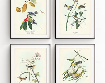 Warbler Bird Print Set of 4, Audubon Warbler Collection, Prothonotary, Yellow-rumped, Cerulean  & Blackburnian Warblers, Vintage Bird Art