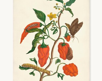 Red Chili Pepper Botanical Print, Maria Sibylla Merian Art, Carolina Sphinx Moth, Vintage Kitchen Wall Decor, Tobacco Hornworm Caterpillar