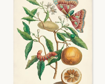 Orange Tree & Silk Moth Print, Vintage Botanical and Butterfly Illustration, Citrus Fruit Wall Art, Maria Sibylla Merian, Kitchen Wall Art