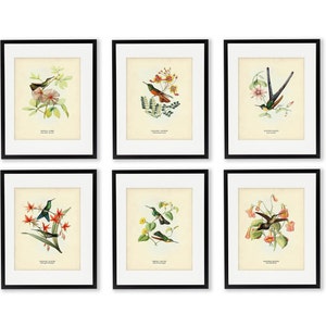 Hummingbird Bird Art Print Set of 6, Hummingbird Illustrations, Vintage Bird Prints, Botanical Art, Gift for Ornithologist