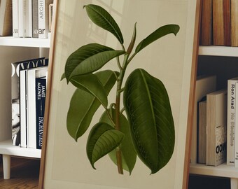 Vintage Rubber Plant Botanical Print, Ficus Elastica Wall Art, Antique Botanical Illustration, Green Plant Decor, Cottagecore