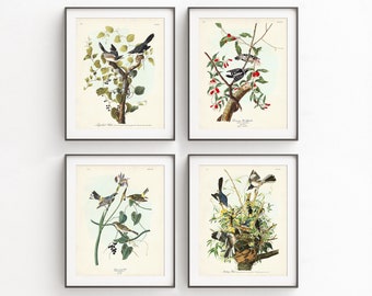 Audubon Bird Print Set with the Loggerhead Shrike, Northern Mockingbird, Woodpecker, and Yellow Warbler, Audubon Birds of America,