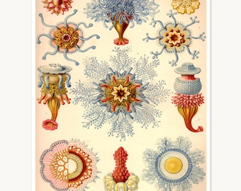 Jellyfish Art Print, Ernst Haeckel Scientific Illustration in Blues and Pinks, Coastal Home Decor