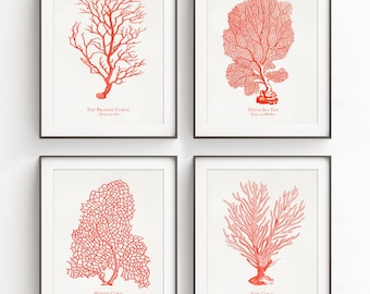 Coral Print Set of 4, Coastal Wall Art Prints, Vintage Coral Illustration Collection, Beach House Decor, Nautical Gallery Wall Art