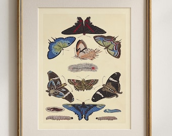 Vintage Butterfly Print, Antique Insect Wall Art, Colorful Moth and Caterpillar Illustration, Natural History Decor