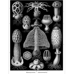 Ernst Haeckel Stinkhorn Mushroom Print: Cottagecore Botanical Art