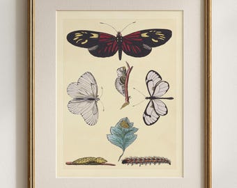 Butterfly and Chrysalis Life Cycle Print, Black and White Butterfly and Caterpillar, Natural History Wall Decor, Entomology Gift