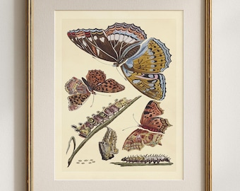 Purple Emperor Butterfly & Chrysalis Print, Butterfly Wall Art, Entomology Illustration, Caterpillar Life Cycle, Natural History Decor