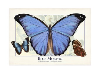 Blue Morpho Butterfly Print, Butterflies on a Wisteria Background, Vintage Natural History Wall Art, Original Artwork, Gift for Her