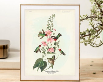 Impression de colibri d'Anna d'Audubon Birds of America, art mural oiseau vintage, illustration d'oiseau et de botanique, affiche de colibri colombien
