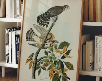 Merlin Falcon Print, Pigeon Hawk Audubon Bird Art, Vintage Bird of Prey Wall Art, Natural History Hawk Print, Gift for Bird Lover