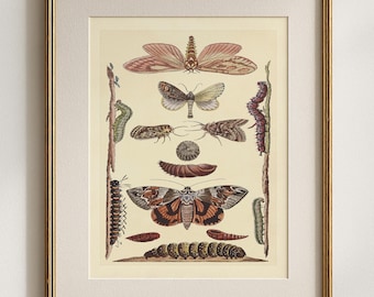 Moth Life Cycle Print, Entomology Illustration, Caterpillar & Chrysalis Natural History Art, Insect Wall Decor, Nature Gift