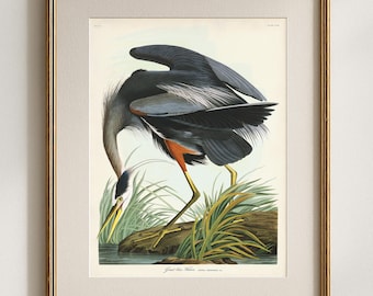 Audubon Blue Heron Print, Vintage Bird & Botanical Art