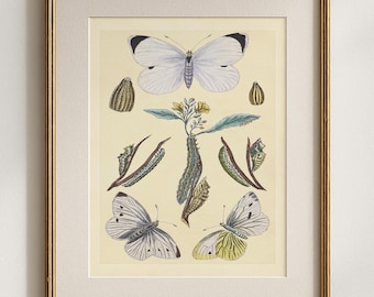 Cabbage White Butterfly and Chrysalis Print, Vintage Butterfly Life Cycle Illustration, Natural History Wall Decor, Entomology Gift
