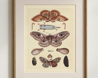Moth Life Cycle Print,  Entomology Illustration,  Victorian Butterfly & Moth Decor,  Scientific Botanical Style