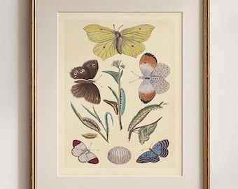 Vintage Butterfly Life Cycle Print, Antique Entomology Illustration, Natural History Wall Art, Botanical & Insect Decor, Cottagecore