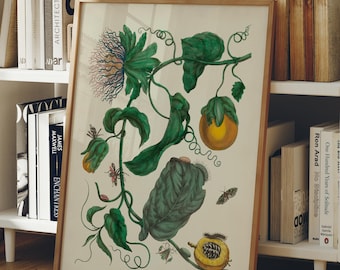 Maria Sibylla Merian Passion Fruit Botanical Print with Moths and Caterpillars