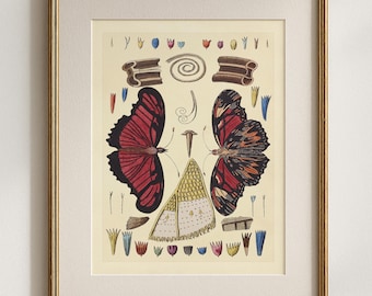 Butterfly Anatomy Print,  Entomology Illustration, Scientific Butterfly Study, Victorian Natural History Insect Wall Decor